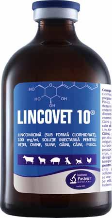 LINCOVET 10